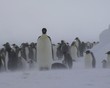 Photo en ligne au meilleur prix Vents cabatiques sur la colonie d'empereurs (Antarctique)