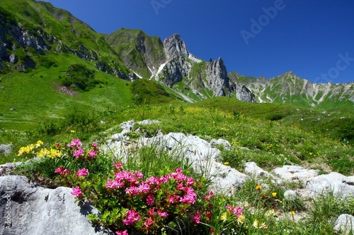 Foto: spring in the alps spring in the alps