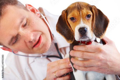 Veterinarian doctor and a beagle puppy