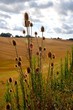 Castelsagrat, France 2008 3