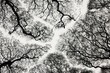 Tree silhouette