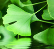 Foto: ginkgo ginkgo