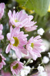 blumenstrauß