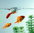 Fishes underwater