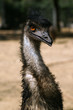 Ostrich