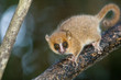 Photo: Grey Mouse Lemur (microcebus murinus) Grey Mouse Lemur (microcebus murinus)