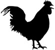 coq chantant