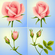 roses set blue
