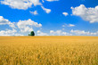 ao_070708_8045.CR2-bearbeitet-2.jpg feld ao_070708_8045.CR2-bearbeitet-2.jpg feld