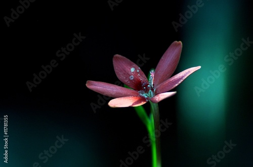 Photo: Blume Blume