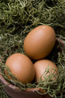 three eggs in sphagnum moss and clay pot three eggs in sphagnum moss and clay pot