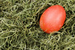 ugly orange Easter egg in moss ugly orange Easter egg in moss