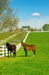 Kentucky Horse Ranch