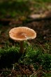 Brauner Pilz