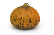 melon