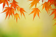 background maple