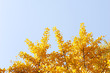 yellow gingko leaves