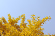 yellow gingko