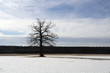 tree in fields