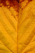 Blatt