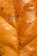 Blatt