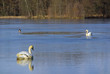 Schwan - Swan 13