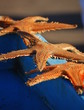 Etoile de mer