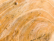 Cut trunk texture