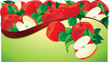 Vector: Apple Red Apple Red