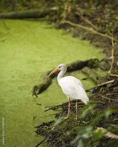 Foto: White Ibis in a Swamp White Ibis in a Swamp