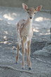 fawn