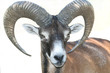 mouflon