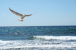 a beautiful seagul