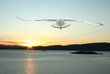 flying seagull and norwegian fjords