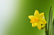 narcissus