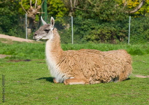 Sitting Llama