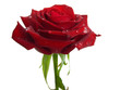 rose on a white background.