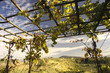 arbor in the italian country arbor in the italian country