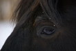 Close Photo of sad Black Horse Alone in Winter Time.