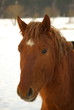 Beautiful Friendly and Happy brown Horse