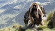 Gelada Baboon Gelada Baboon