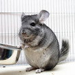 Chinchilla in his cage Chinchilla in his cage