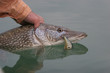 Brochet remis à l'eau