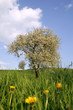 Foto: spring in nature spring in nature