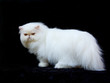 Adult white copper eyed Persian on black velvet