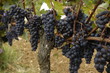 raisin noir