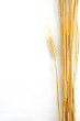 Wheat isolated on white Wheat isolated on white