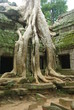 Le Temple Ta Prohm