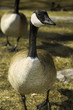 Canada goose looks me in the eye