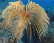 Spirographus (C005)